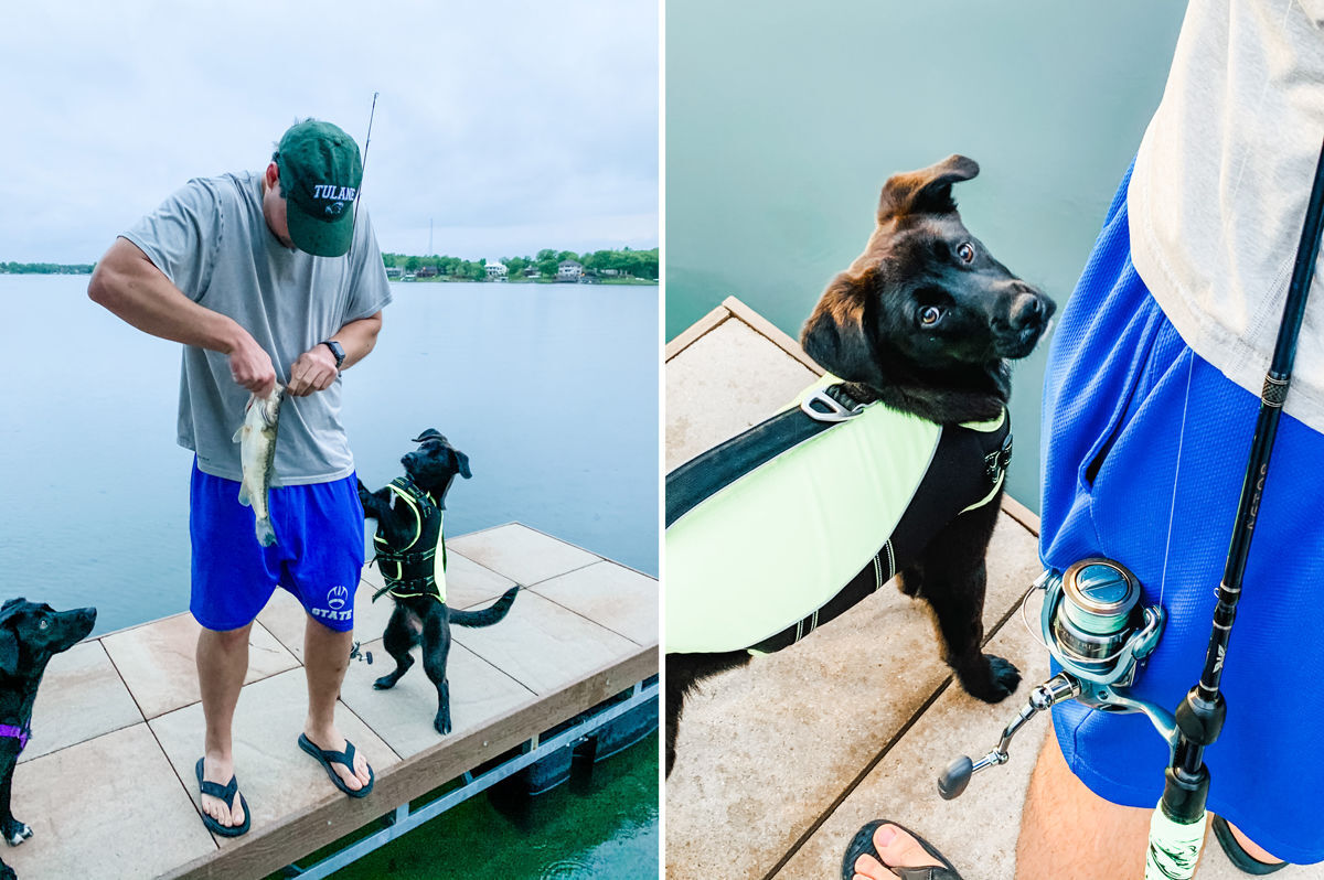 Dogs_composite.jpg